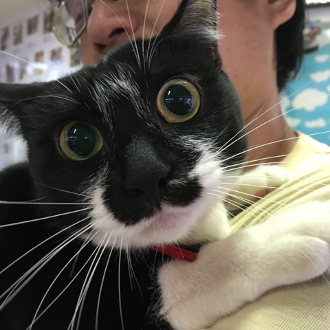 【今日の里帰りワンコ🐶雑種猫のくーちゃん💕、トイプードルのアポロ💕、チワワのまろちゃん💕】Ｎｏ２